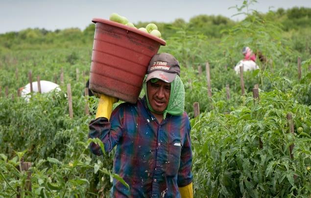 A farmworker carries a full harvest bucket on his shoulder through rows of tomato plants in a Florida field.